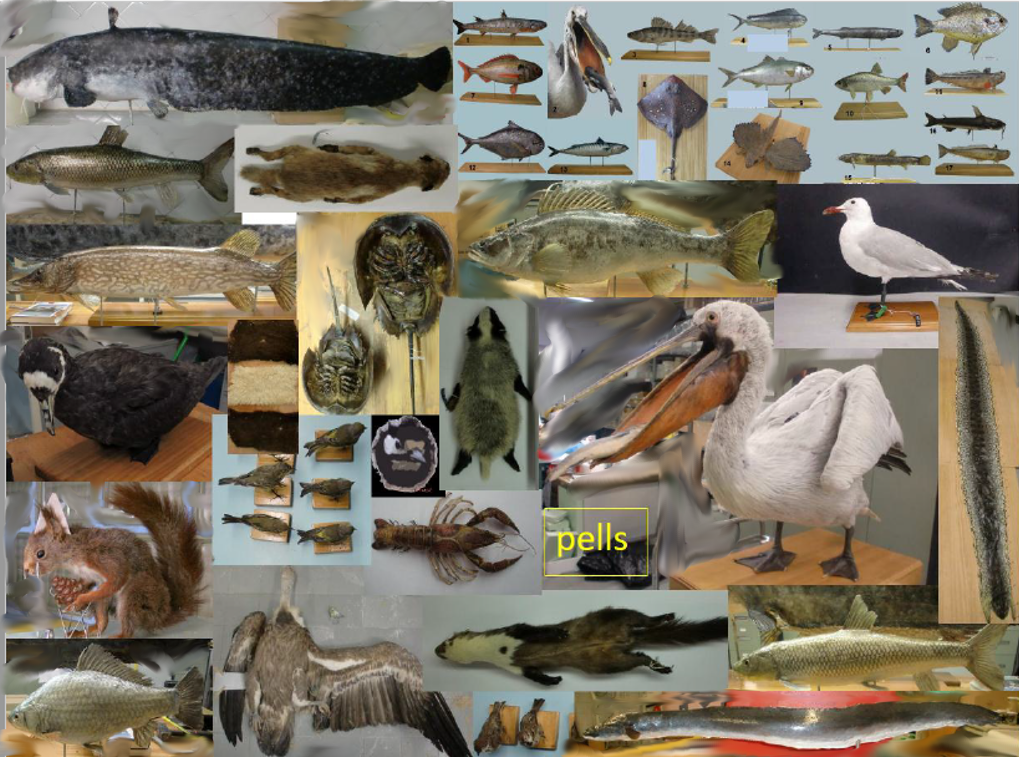 naturalizaciones ulnae bones