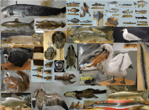 naturalizaciones ulnae bones