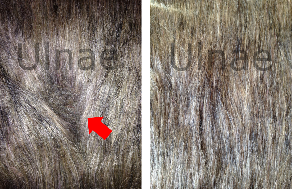 injertos pelos mamifero ulnae bones