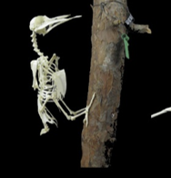picus viridis esqueleto montado ulnae bones