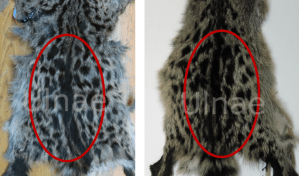 piel jineta ulnae bones