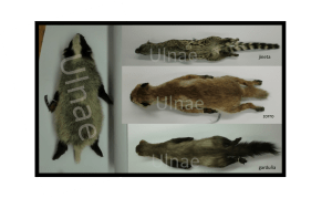 pieles estudio ulnae bones