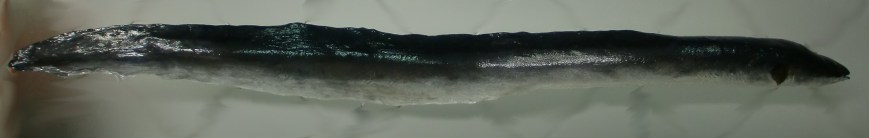 anguila naturalizacion ulnae bones