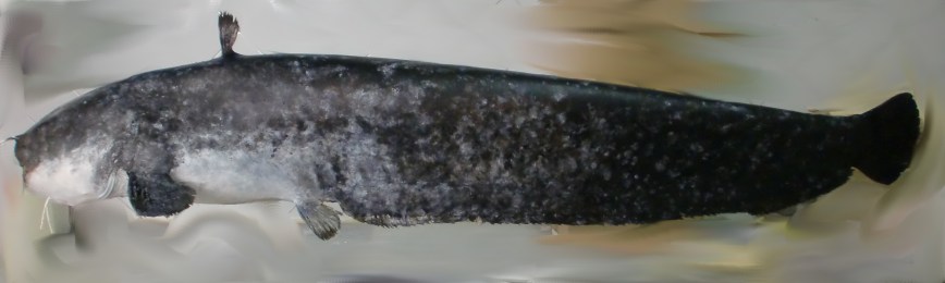 silur naturalizacion ulnae bones