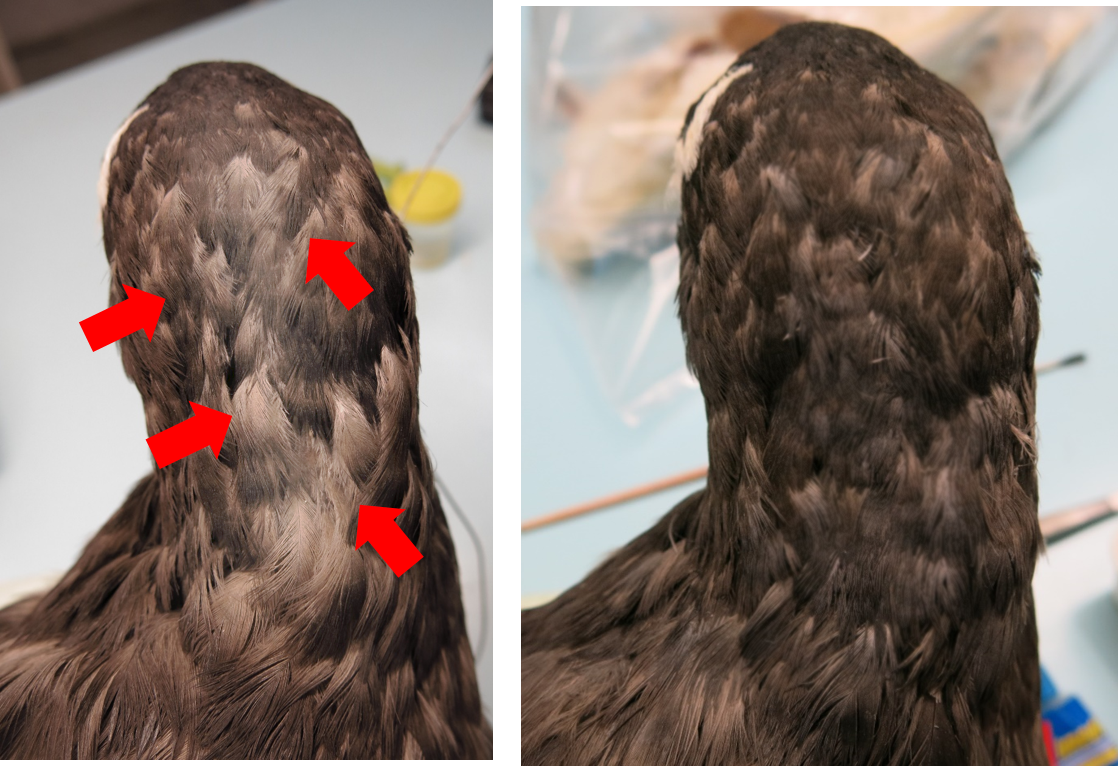 procellaria insercion plumas ulnae bones