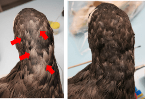 procellaria insercion plumas ulnae bones