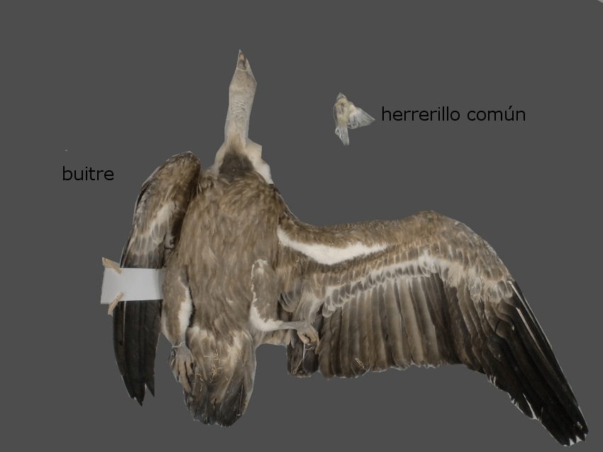 buitre herrerillo comun ulnae bones pieles estudio