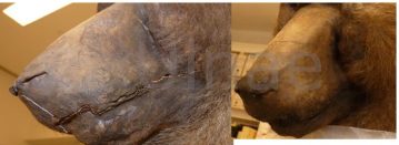 ulnae bones restauracion taxidermia macba