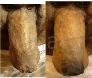 ulnae bones restauracion centaure Macba