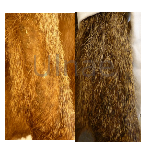 ulnae bones Macba restauracion taxidermia