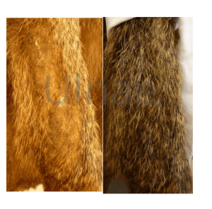 ulnae bones Macba restauracion taxidermia