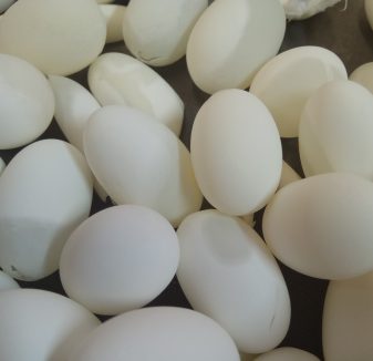 huevos trachemys scripta ulnae bones