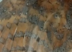 tyto alba ulnae bones ala