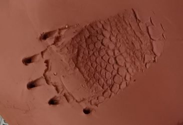 huella ulnae bones trachemys scripta