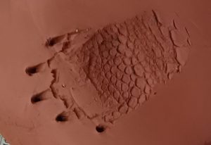 huella ulnae bones trachemys scripta