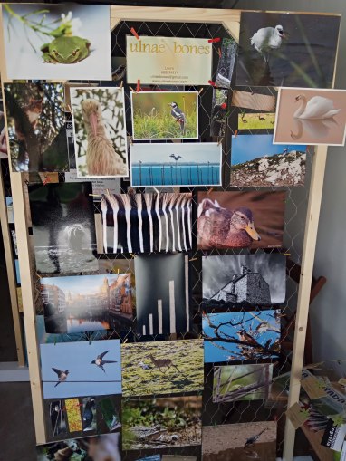 exposicion ulnae bones aves