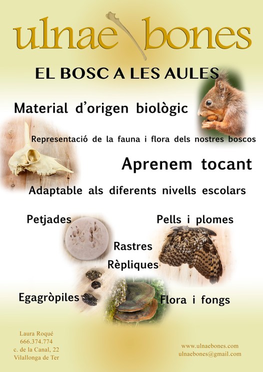 el bosc a les aules ulnae bones