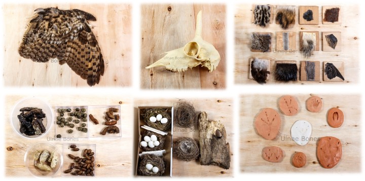 educació ambiental ulnae bones