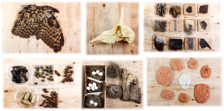 educació ambiental ulnae bones