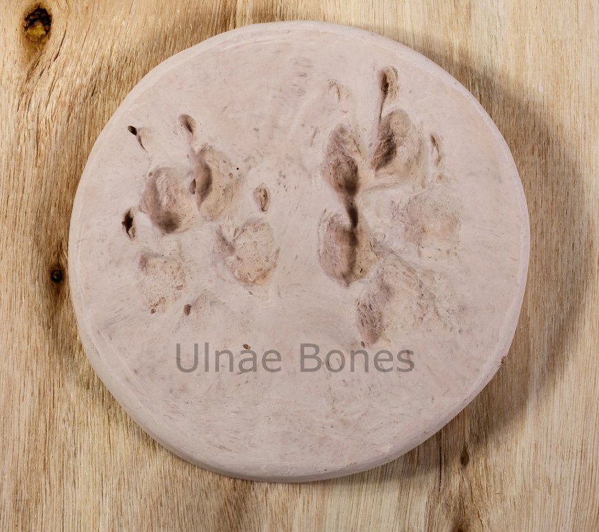 huellas lobo ulnae bones replica