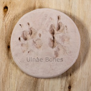 huellas lobo ulnae bones replica