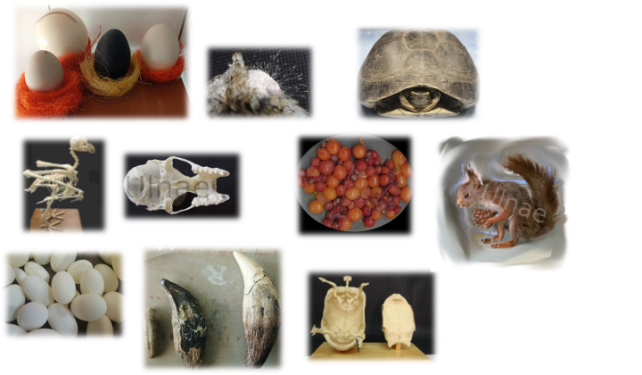 ulnae bones trabajos