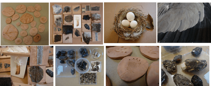 talleres ulnae bones