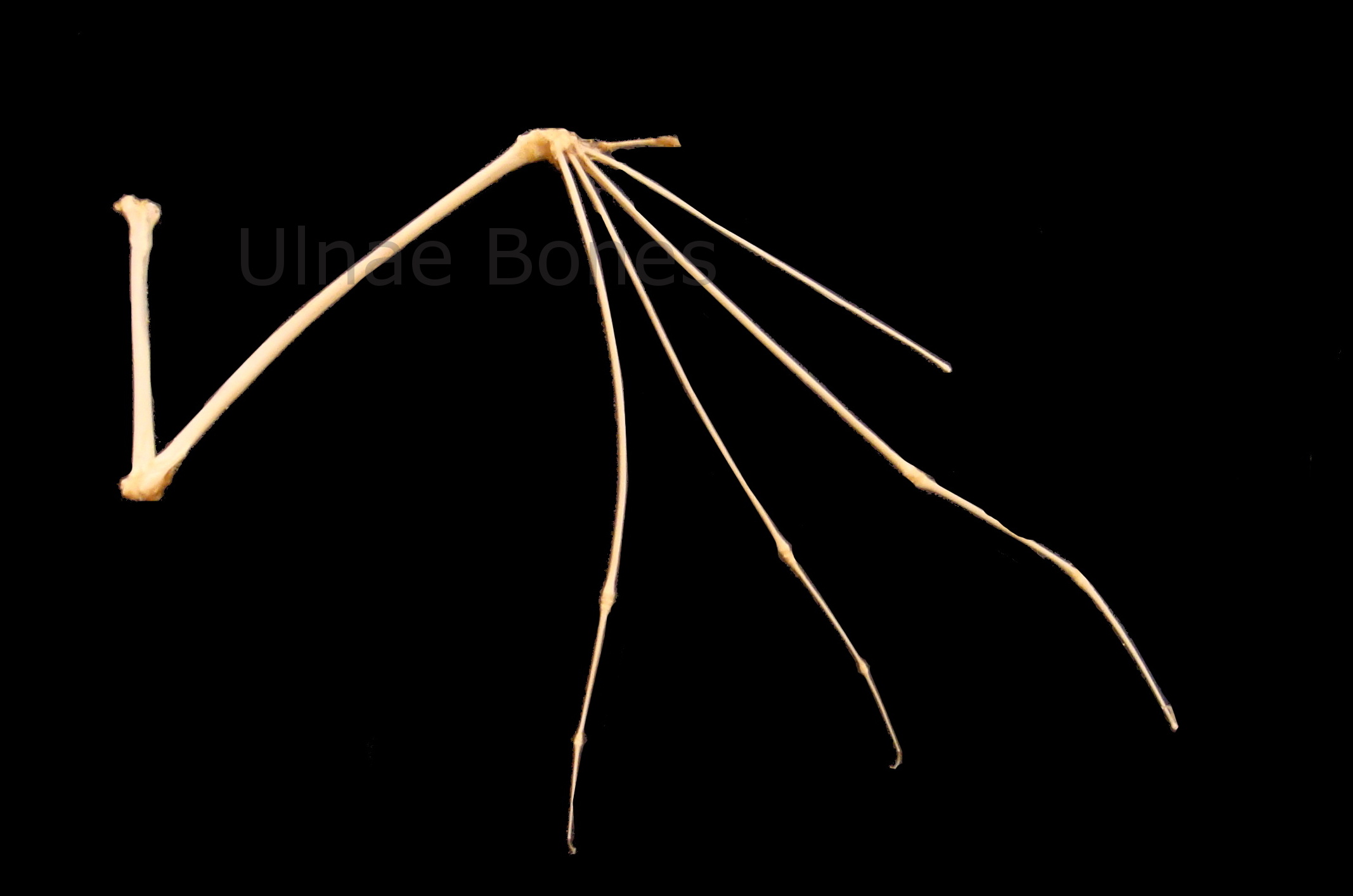 murcielago ulnae bones