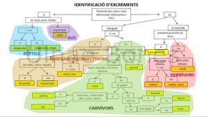 clave excrementos ulnae bones