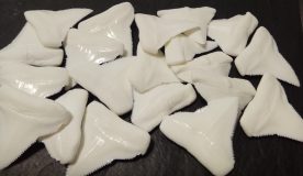 replicas diente tiburon blanco ulnae bones