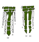 artidactilos ulnae bones