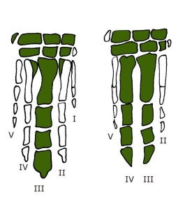 artidactilos ulnae bones