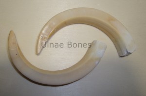 colmillo jabali replica ulnae bones