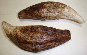 ursus spelaeus ulane bones