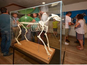 esqueleto lobo ulnae bones