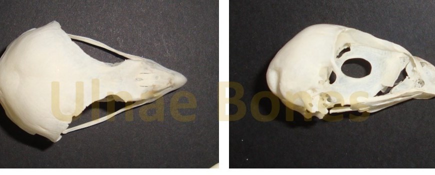 accipiter gentilis ulnae bones