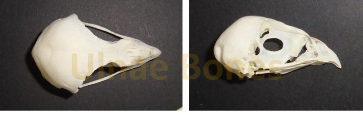 accipiter gentilis ulnae bones