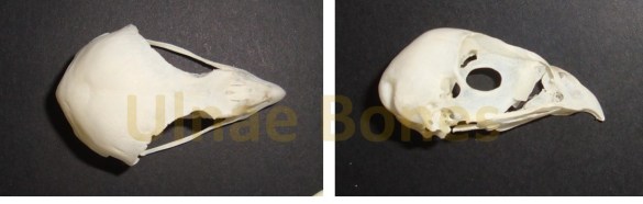 accipiter gentilis ulnae bones