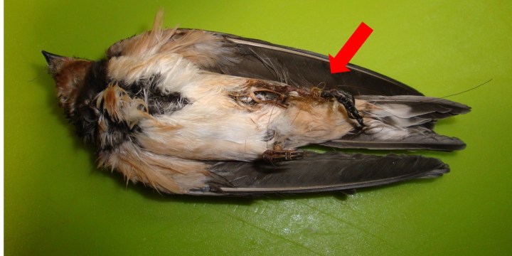 hirundo rustica ulane bones pelo caballo