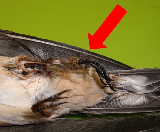 hirundo rustica golondrina pelo caballo ulnae bones