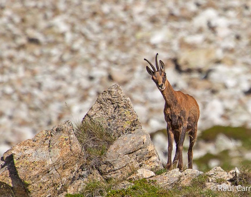 rebeco Phototrekking ulnae bones isard