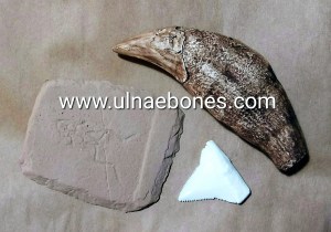 ejip 2018 ulnae bones replicas oso de las cavernas