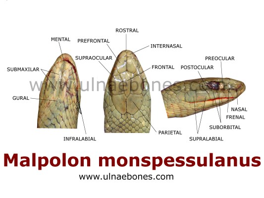 culebra bastarda ulnae bones atlas escamas serpiente