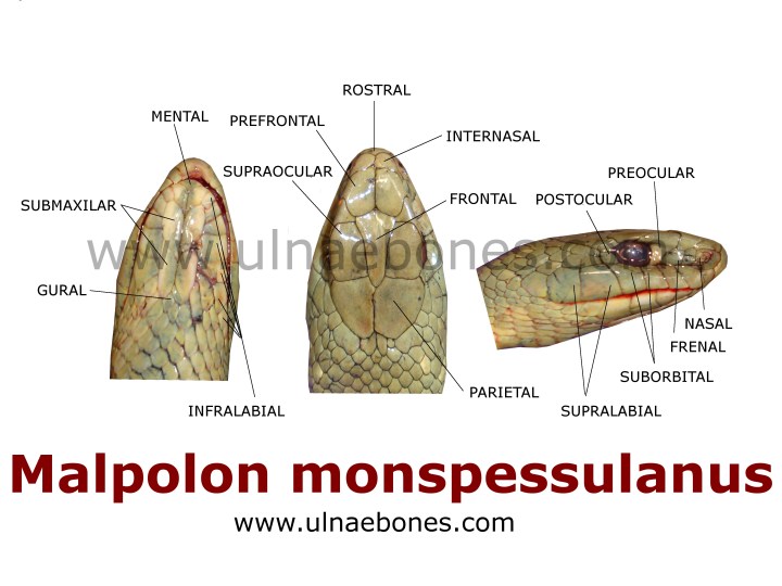 culebra bastarda ulnae bones atlas escamas serpiente