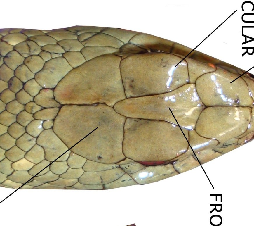 ulnae bones escamas malpolon