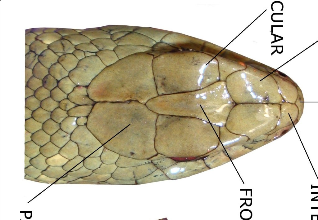 ulnae bones escamas malpolon