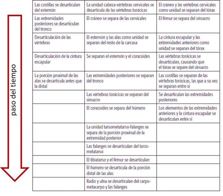 ulnae bones tafonomia aves esqueletos
