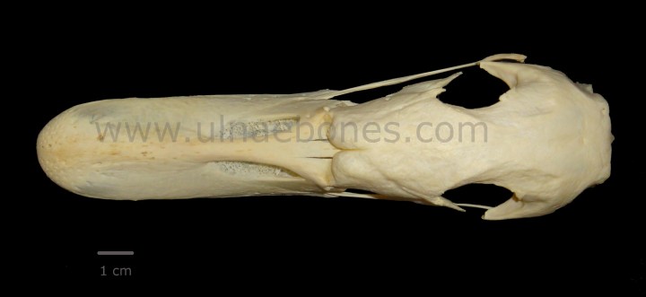 ulnae bones cisne craneo