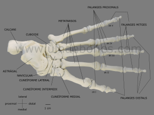 pie gorila ulnae bones atlas osteologico