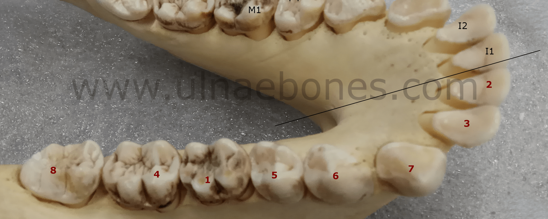 ulnae bones gorila secuencia erupcion dental mandibula